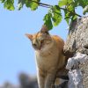 Vrbnik - photo 13
