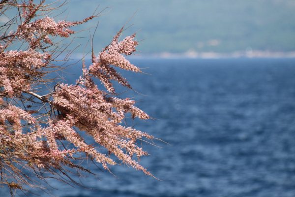 Vrbnik - photo 30