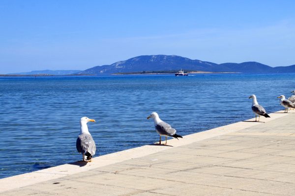 Susak - photo 26