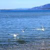 Susak - photo 28