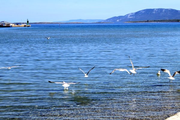 Susak - photo 28