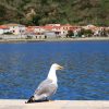 Susak - photo 29