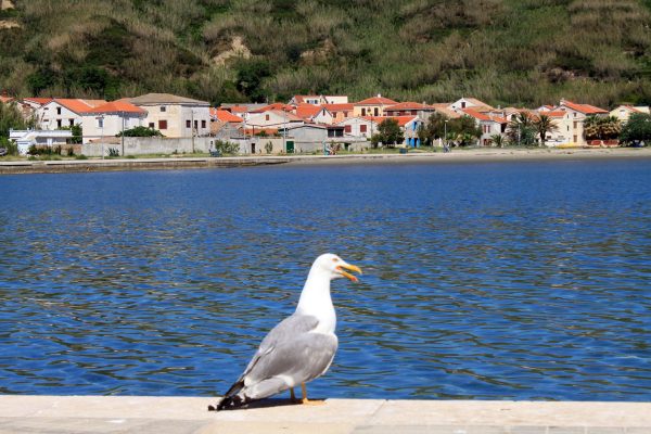 Susak - photo 29