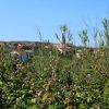 Susak - photo 39