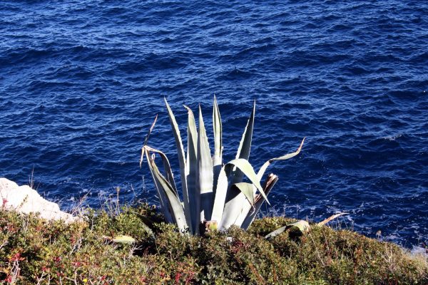 Veli Lošinj - photo 29