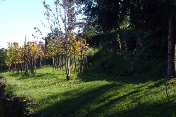 Dobreć - photo 6