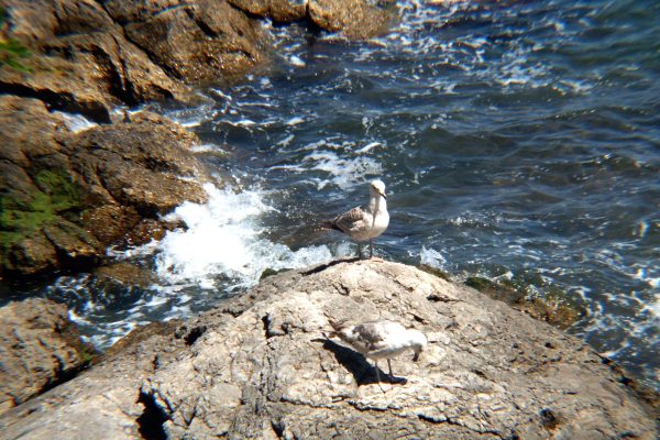 Ika - photo 13