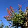 Jušići - photo 4