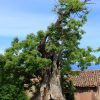 Liganj - photo 6