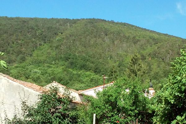 Rošići