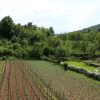 Veli Brgud - photo 4