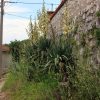 Zagore - photo 4