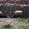 Kustići - photo 11