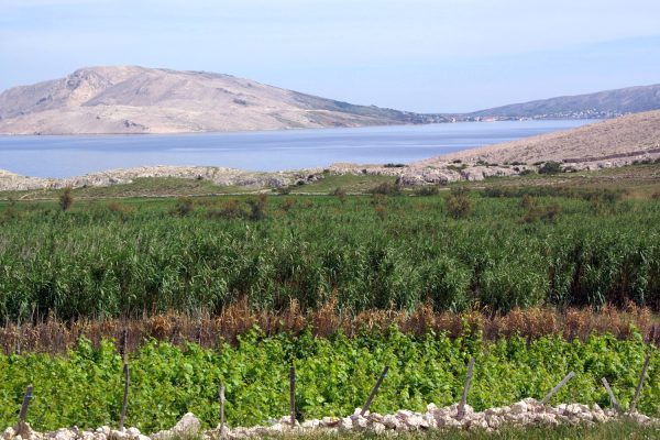 Metajna - photo 12