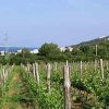 Novaljsko Polje - photo 5