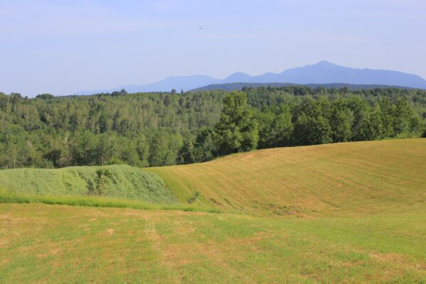 Lipovac - photo 4
