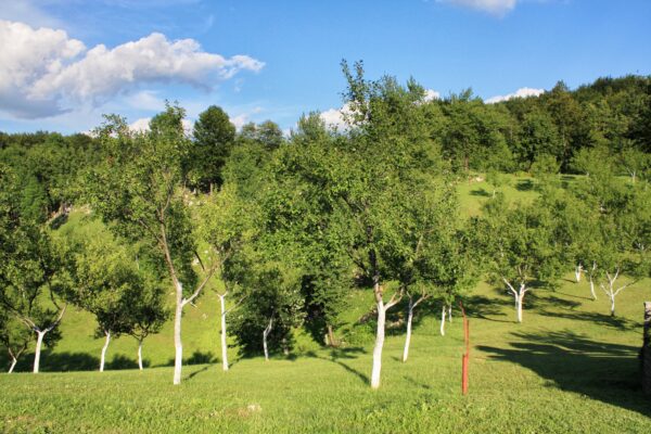 Rastovača - photo 13