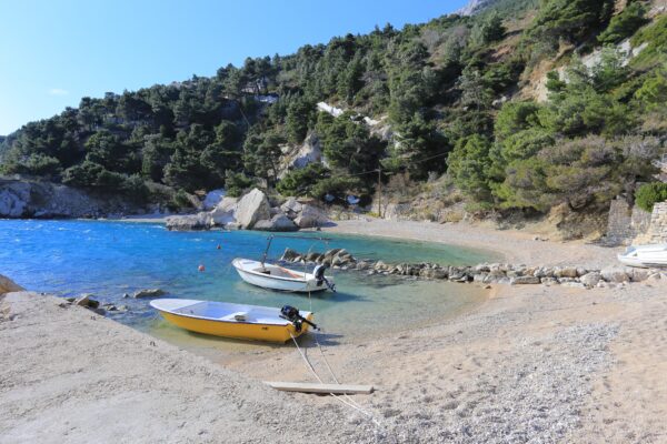 Borak - photo 3