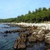 Kuvi - photo 27