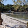 Pineta - photo 19