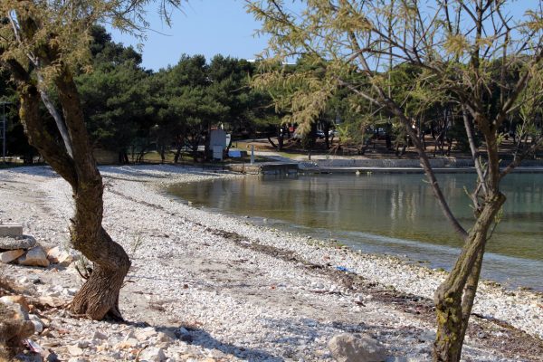 Pineta - photo 19