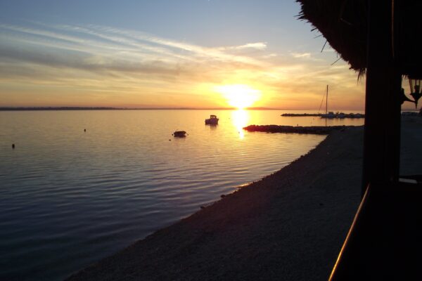Mulo - photo 16